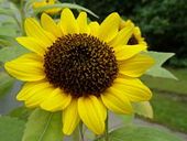 Sunflower.jpg